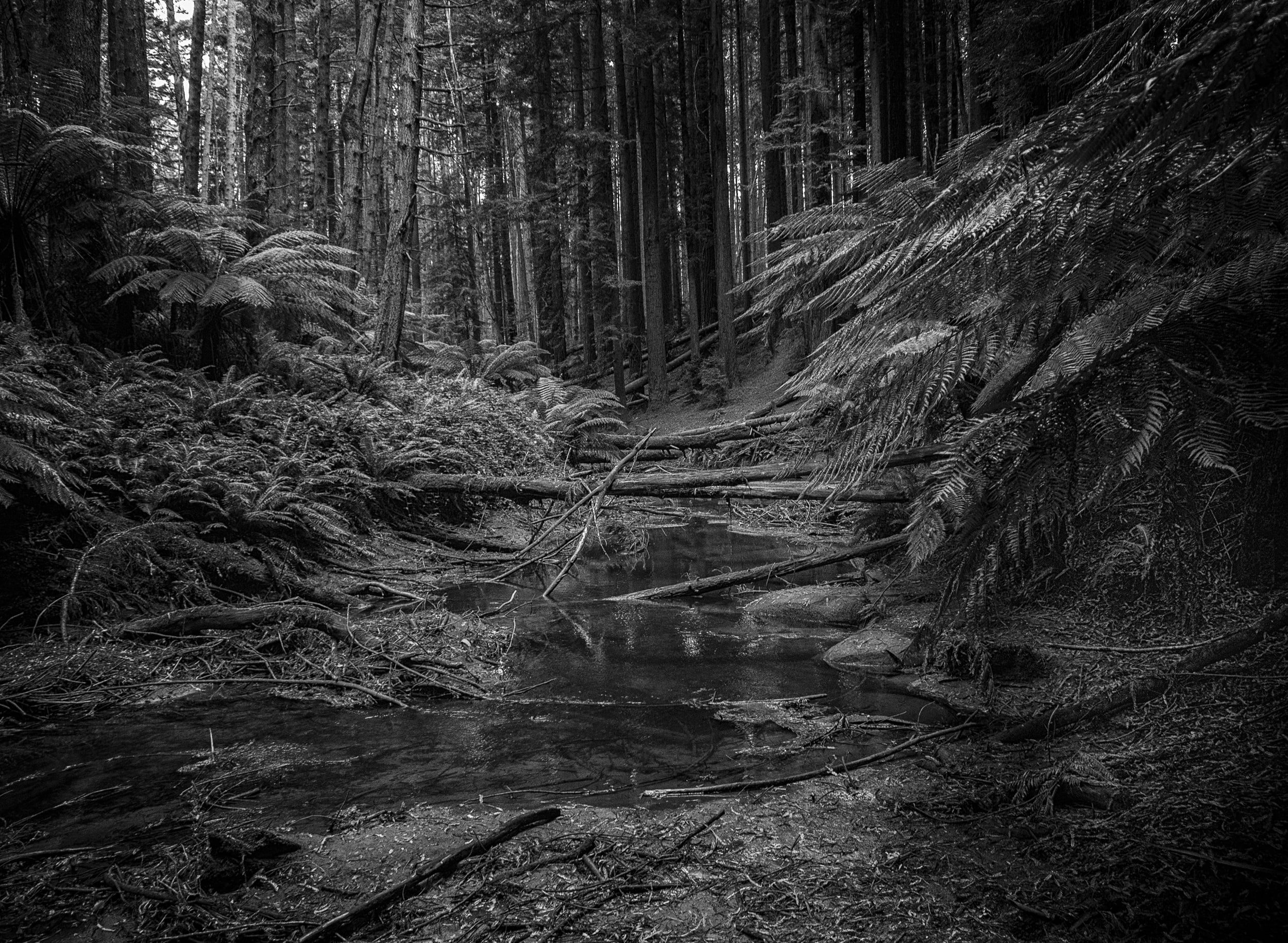 Forest creek, Beech Forest