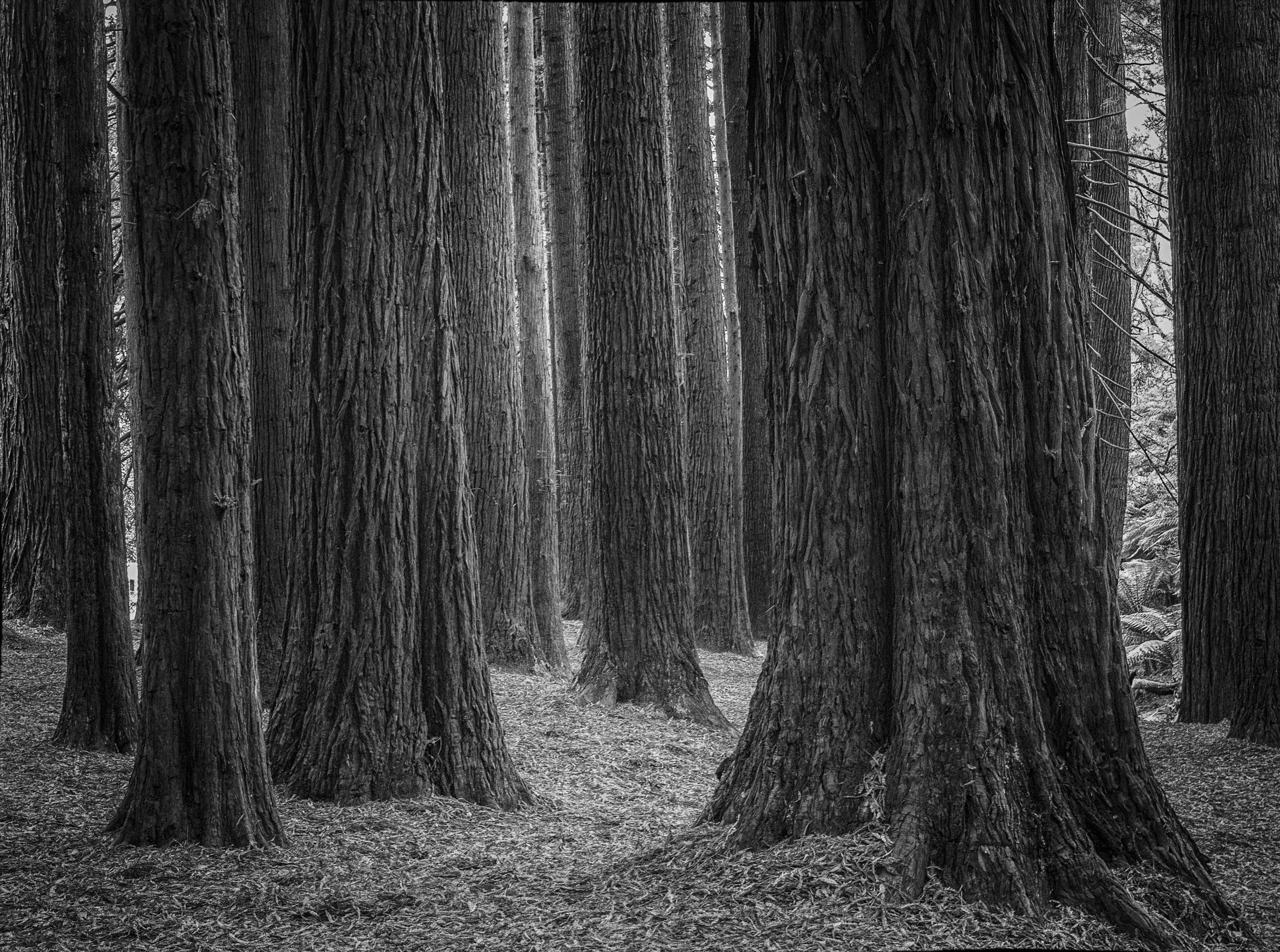 The silent sequoias stand, quiet, still